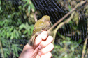 Levantamento de fauna da Serra do Mar ajuda a prever a descida dos trilhos da Nova Ferroeste 
Foto: Mirella Gimenes/ Nova Ferroeste