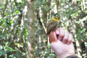 Levantamento de fauna da Serra do Mar ajuda a prever a descida dos trilhos da Nova Ferroeste 
Foto: Mirella Gimenes/ Nova Ferroeste