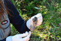 Levantamento de fauna da Serra do Mar ajuda a prever a descida dos trilhos da Nova Ferroeste 
Foto: Mirella Gimenes/ Nova Ferroeste