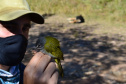 Levantamento de fauna da Serra do Mar ajuda a prever a descida dos trilhos da Nova Ferroeste 
Foto: Mirella Gimenes/ Nova Ferroeste