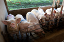 Puxado por Toledo, Paraná avança e mira novos mercados internacionais na carne suína
Foto: Ari Dias/AEN