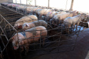 Puxado por Toledo, Paraná avança e mira novos mercados internacionais na carne suína
Foto: Ari Dias/AEN