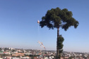 Polícia Militar apreende balão que caiu no bairro Boqueirão, em Curitiba, na manhã deste domingoFoto: Marcia Santos/SESP