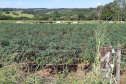 Pesquisadores recomendam plantio direto de mandioca em sistemas integrados de produção       Foto IDR