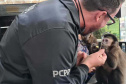 A Polícia Civil do Paraná (PCPR) resgatou seis animais silvestres, sendo 2 macacos-prego, 1 papagaio e 3 araras, nesta terça-feira (27), durante uma operação contra o tráfico de animais silvestres no Paraná, ocorrida em Curitiba. A tutora dos bichos, de 31 anos, foi presa por uso de documentos falsos e por manter os animais em cativeiro. -  Curitiba, 27/08/2021  -  Foto: Polícia Civil do Paraná/SESO-PR