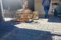 Mais de 100 aves nativas são apreendidas e R$ 92 mil em multas lavradas pela PM durante a Operação Liberdade no Noroeste do estado
. Foto: PMPR