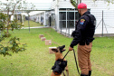 Cães de faro da PM passam por testes de faro de armas no Rio Grande do Sul  Foto: PMPR