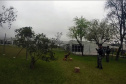 Cães de faro da PM passam por testes de faro de armas no Rio Grande do Sul  Foto: PMPR