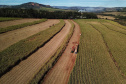 Tecnologia e produtividade fazem a cana-de-açúcar voltar a brilhar no Norte Pioneiro. Foto: José Fernando Ogura/AEN