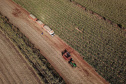 Tecnologia e produtividade fazem a cana-de-açúcar voltar a brilhar no Norte Pioneiro. Foto: José Fernando Ogura/AEN