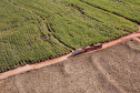 Tecnologia e produtividade fazem a cana-de-açúcar voltar a brilhar no Norte Pioneiro. Foto: José Fernando Ogura/AEN
