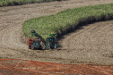 Tecnologia e produtividade fazem a cana-de-açúcar voltar a brilhar no Norte Pioneiro. Foto: José Fernando Ogura/AEN