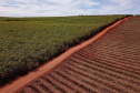 Tecnologia e produtividade fazem a cana-de-açúcar voltar a brilhar no Norte Pioneiro. Foto: José Fernando Ogura/AEN
