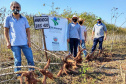 Cultivo de mandioca ganha eficiência e movimenta economia
. Foto: IDR