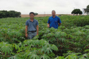 Cultivo de mandioca ganha eficiência e movimenta economia
. Foto: IDR