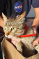 O Programa Permanente de Esterilização de Cães e Gatos ? CastraPet Paraná está sendo um sucesso nos municípios. Nesta terça e quarta-feira (17 e 18) 116 animais foram castrados gratuitamente em Clevelândia, região Sudoeste do Estado. - Clevelândia, 18/08/2021  -  Foto: SEDEST