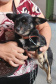 O Programa Permanente de Esterilização de Cães e Gatos ? CastraPet Paraná está sendo um sucesso nos municípios. Nesta terça e quarta-feira (17 e 18) 116 animais foram castrados gratuitamente em Clevelândia, região Sudoeste do Estado. - Clevelândia, 18/08/2021  -  Foto: SEDEST