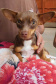 O Programa Permanente de Esterilização de Cães e Gatos ? CastraPet Paraná está sendo um sucesso nos municípios. Nesta terça e quarta-feira (17 e 18) 116 animais foram castrados gratuitamente em Clevelândia, região Sudoeste do Estado. - Clevelândia, 18/08/2021  -  Foto: SEDEST
