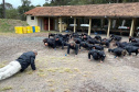 Agentes penitenciários de todo o Estado participaram de um curso de Tecnologias Não Letais (TNL) ofertado pela Condor em parceria com a Escola de Formação e Aperfeiçoamento Penitenciário (Espen). Ao todo, 32 profissionais tiveram aulas teóricas e práticas que aconteceram no Complexo Penitenciário de Piraquara, na Região Metropolitana de Curitiba.   -  Curitiba, 23/08/2021  -  Foto: DEPEN-PR