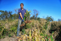 Gengibre e inhame impulsionam a agricultura familiar em Tamarana, na Região Norte.Na foto. o André Gouveia da Fonseca. Foto: José Fernando Ogura/AEN