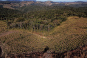 Gengibre e inhame impulsionam a agricultura familiar em Tamarana, na Região Norte. Foto: José Fernando Ogura/AEN