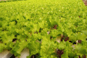 Compra Direta contribui para alimentação saudável e geração de renda no campo em Paranavaí  -  Curitiba, 31/08/2021  -  Foto: SEAB Paranavaí