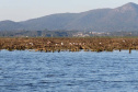 Barragem do Iraí atraiu centenas de aves para se alimentar durante estiagem. Foto:Tayla Coelho