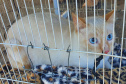 CastraPet Paraná realiza castração gratuita de 84 animais em Turvo. Foto: SEDEST