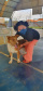 CastraPet Paraná realiza castração gratuita de 84 animais em Turvo. Foto: SEDEST