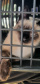 CastraPet Paraná realiza castração gratuita de 84 animais em Turvo. Foto: SEDEST