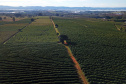 Plantação de café em Carlópolis. 07/2021 . Foto: José Fernando Ogura/AEN