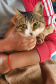 O Programa Permanente de Esterilização de Cães e Gatos (CastraPet Paraná)se despede do município de Boa Ventura de São Roque, no Centro do Estado,nessa sexta-feira (10) com o dever cumprido.  -  Curitiba, 10/09/2021  -  Foto: SEDEST