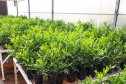 Projeto experimental do IDR-Paraná (Instituto de Desenvolvimento Rural do Paraná - Iapar-Emater) já distribuiu este ano mais de 650 mil exemplares da vespinha tamaríxia (Tamarixia radiata) em plantios de cítricos no Estado. A liberação desses insetos é uma estratégia empregada no manejo do huanglongbing (HLB), doença também chamada de greening dos citros. Foto:IDR