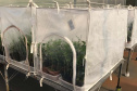 Projeto experimental do IDR-Paraná (Instituto de Desenvolvimento Rural do Paraná - Iapar-Emater) já distribuiu este ano mais de 650 mil exemplares da vespinha tamaríxia (Tamarixia radiata) em plantios de cítricos no Estado. A liberação desses insetos é uma estratégia empregada no manejo do huanglongbing (HLB), doença também chamada de greening dos citros. Foto:IDR