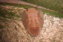 Projeto experimental do IDR-Paraná (Instituto de Desenvolvimento Rural do Paraná - Iapar-Emater) já distribuiu este ano mais de 650 mil exemplares da vespinha tamaríxia (Tamarixia radiata) em plantios de cítricos no Estado. A liberação desses insetos é uma estratégia empregada no manejo do huanglongbing (HLB), doença também chamada de greening dos citros. Foto:IDR