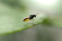 Projeto experimental do IDR-Paraná (Instituto de Desenvolvimento Rural do Paraná - Iapar-Emater) já distribuiu este ano mais de 650 mil exemplares da vespinha tamaríxia (Tamarixia radiata) em plantios de cítricos no Estado. A liberação desses insetos é uma estratégia empregada no manejo do huanglongbing (HLB), doença também chamada de greening dos citros. Foto:IDR