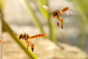 Sanepar e Embrapa vão utilizar abelhas sem ferrão para monitoramento ambiental - Abelha Jataí (Tetragonisca fiebrigi)  -  Foto: Guilherme Schühli