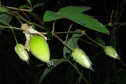 Pesquisadores da Universidade Estadual do Centro-Oeste (Unicentro) descobriram uma nova espécie de planta no Jardim Botânico de Faxinal do Céu, na cidade de Pinhão. A espécie pertence ao gênero botânico Passiflora, planta medicinal utilizada na preparação de remédios fitoterápicos para acalmar o nervosismo e combater a ansiedade e a insônia.  -  Curitiba, 14/09/2021  -  Foto: Unicentro