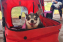 209 animais foram atendidos no Programa Permanente de Esterilização deCães e Gatos (CastraPet Paraná), em Arapongas, no Norte-CentralParanaense. A ação começou no domingo (12) e terminou nessa quarta-feira(15). -  Curitiba,  15/09/2021  -  Foto: SEDEST