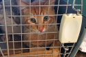 209 animais foram atendidos no Programa Permanente de Esterilização deCães e Gatos (CastraPet Paraná), em Arapongas, no Norte-CentralParanaense. A ação começou no domingo (12) e terminou nessa quarta-feira(15). -  Curitiba,  15/09/2021  -  Foto: SEDEST