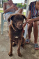 209 animais foram atendidos no Programa Permanente de Esterilização deCães e Gatos (CastraPet Paraná), em Arapongas, no Norte-CentralParanaense. A ação começou no domingo (12) e terminou nessa quarta-feira(15). -  Curitiba,  15/09/2021  -  Foto: SEDEST