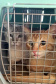 209 animais foram atendidos no Programa Permanente de Esterilização deCães e Gatos (CastraPet Paraná), em Arapongas, no Norte-CentralParanaense. A ação começou no domingo (12) e terminou nessa quarta-feira(15). -  Curitiba,  15/09/2021  -  Foto: SEDEST