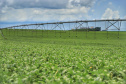 Plantação de soja. Foto: José Fernando Ogura/AEN