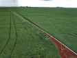 Plantação de soja. Foto: José Fernando Ogura/AEN