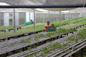 Rota do Vinho - Colônia Murici. Plantação de alface.Gilson Abreu/AEN