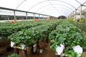 Plantação de morangos. Mandiritiba 06/2021. Foto: Ari Dias/AEN