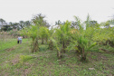 PARANA AGRO - Produçao de Palmito na cidade de Guaraquecaba no litoral do Estado. 13/09/21 - Foto: Geraldo Bubniak/AEN