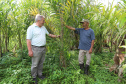 PARANA AGRO - Produçao de Palmito na cidade de Guaraquecaba no litoral do Estado. Na foto o agricultor Antonio (Toninho) Rosa e  Sebastião Bellettini, gerente regional da Emater em Paranaguá. 13/09/21 - Foto: Geraldo Bubniak/AEN