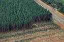 Agroflorestas - Foto: José Fernando Ogura/AEN