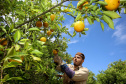 Plantação de laranjas. Nova América da Colina,09/10/2019 Foto:Jaelson Lucas / AEN